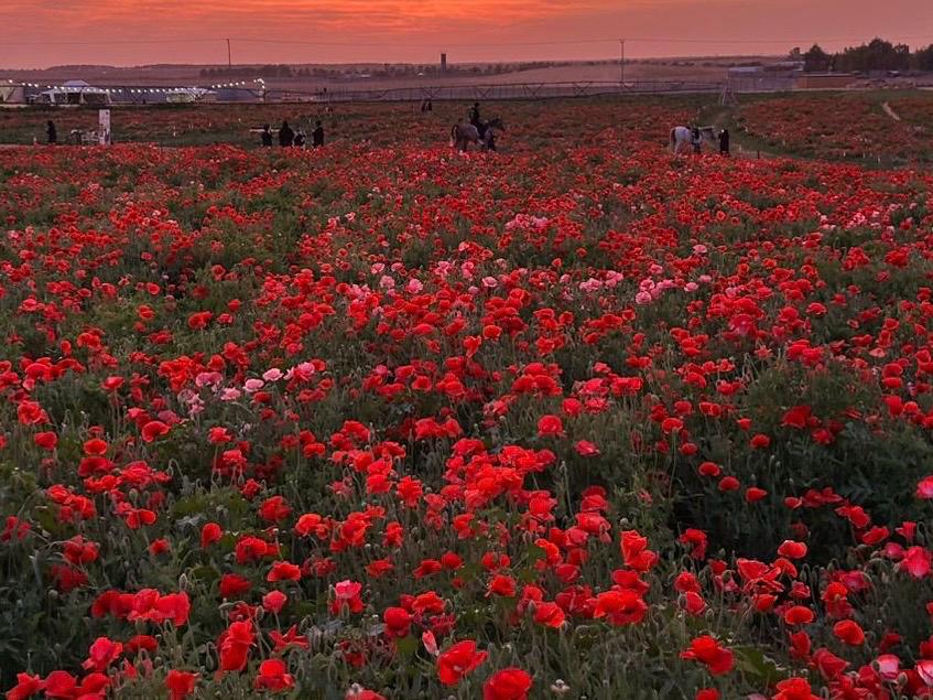 زوّار وخيول بين حقول الشقائق عند المغيب